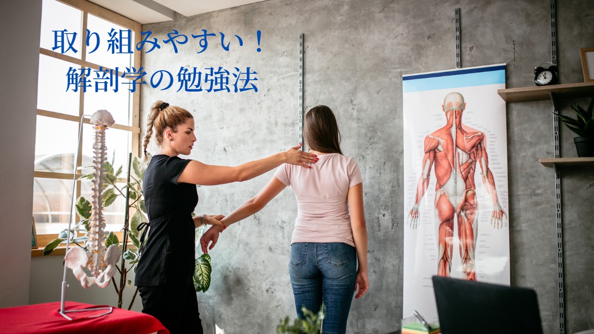 解剖学の勉強法